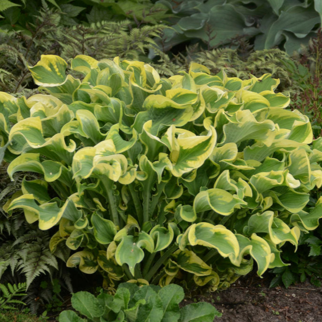 Hosta Shadowland &