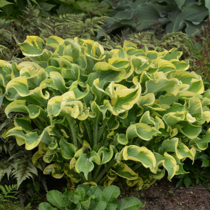 Hosta Shadowland &