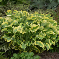 Hosta Shadowland 'Wheee! - [EG]