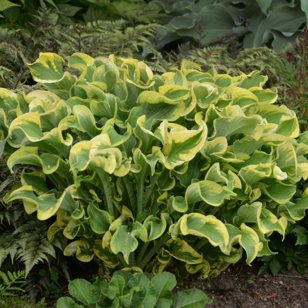Hosta Shadowland &