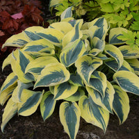 Hosta Shadowland 'Autumn Frost - [EG]