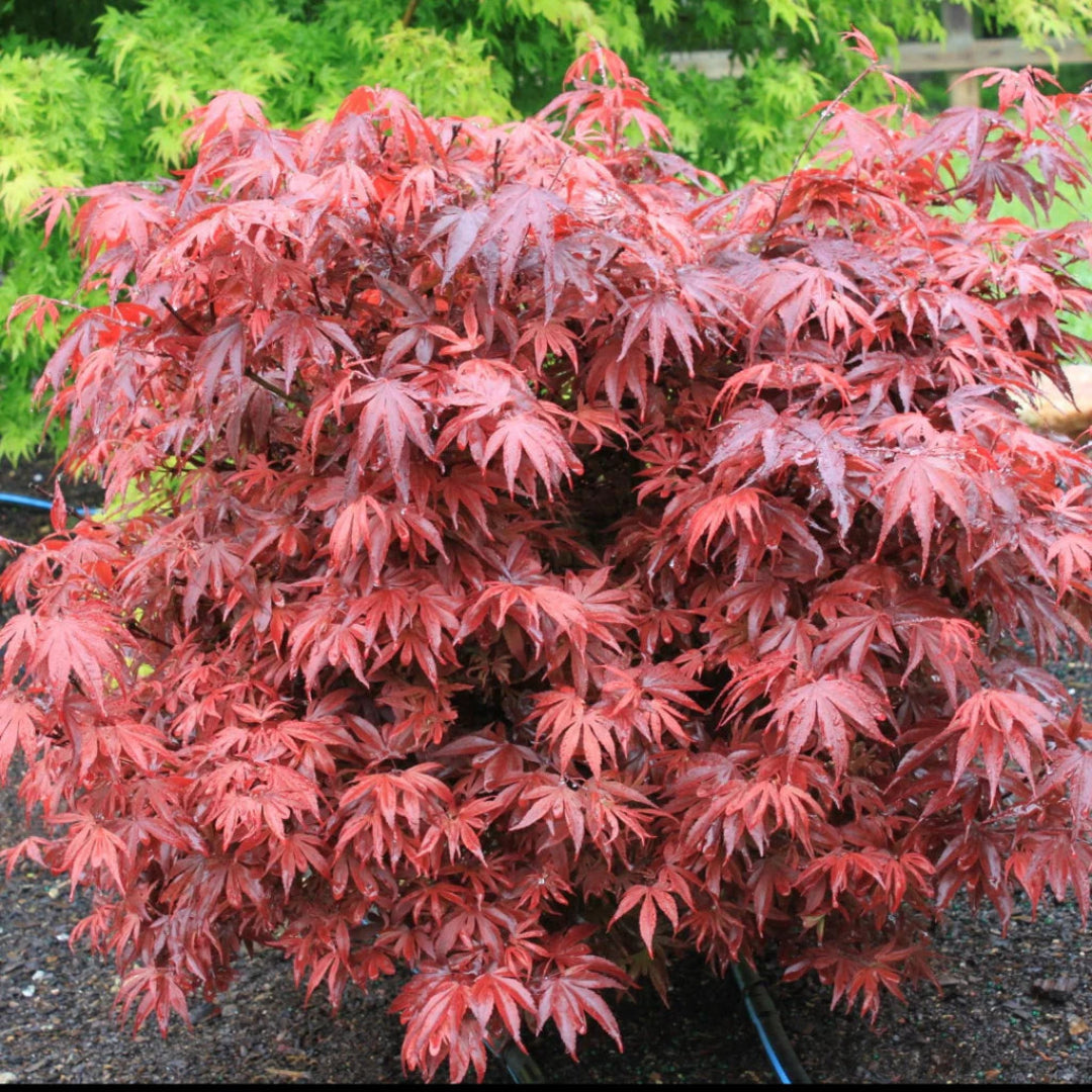 Kandy Kitchen Japanese Maple