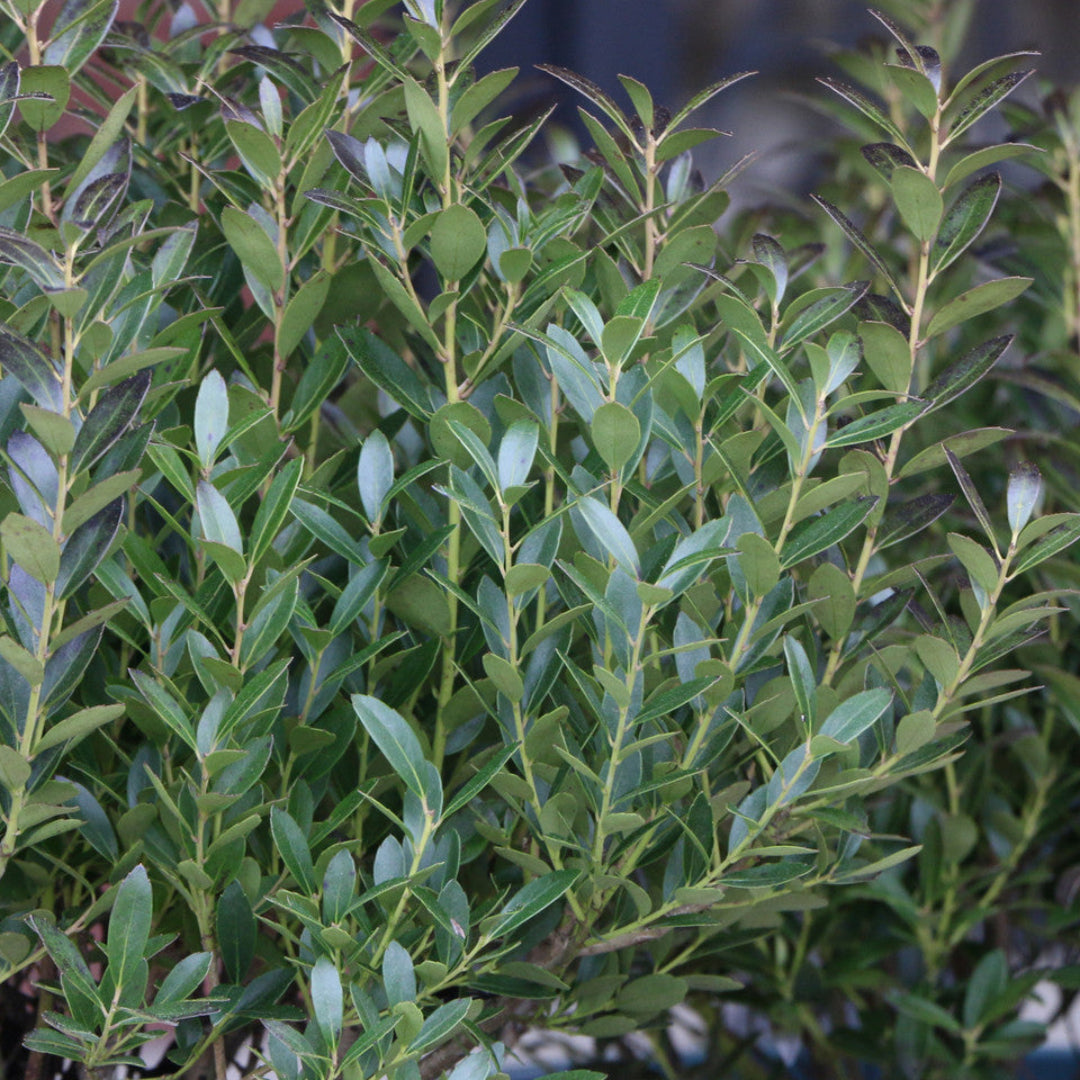 lnkberry-Shamrock Holly