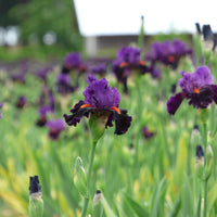 Iris germanica 'Sharp Dressed Man' (Dark Violet) - [EG]
