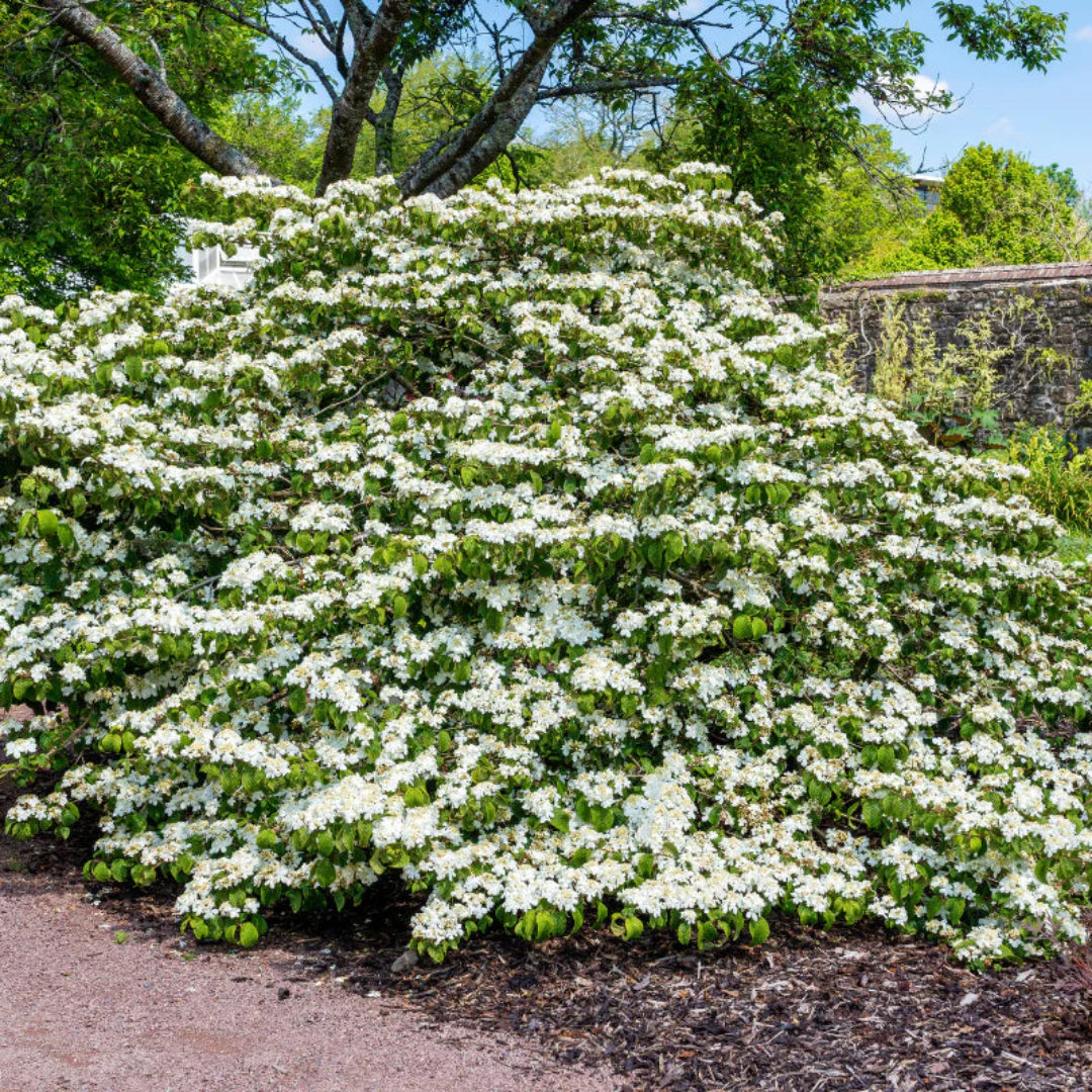 Shasta Viburnum Shrub