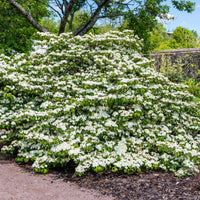 Shasta Viburnum Shrub in Full Bloom Showing Multi-Tiered Branches