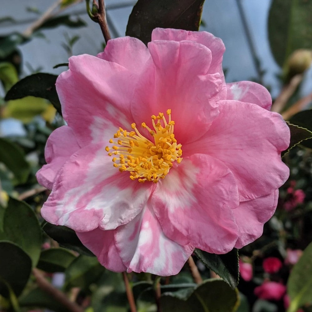 Shibori-Egao Camellia