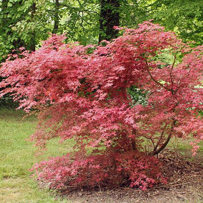 Shin Deshojo Japanese Maple
