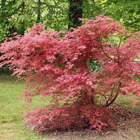 Mature Shin Deshojo Japanese Maple showing vibrant red color