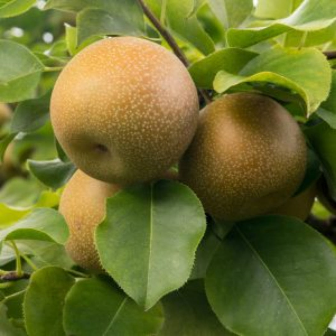 Dwarf Shinko Asian Pear Tree
