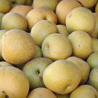 Dwarf Shinko Asian Pear Tree