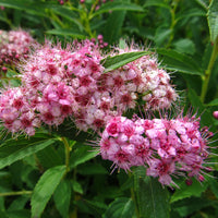Shirobana Spirea