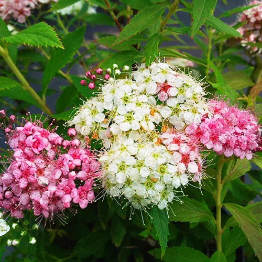 Shirobana Spirea
