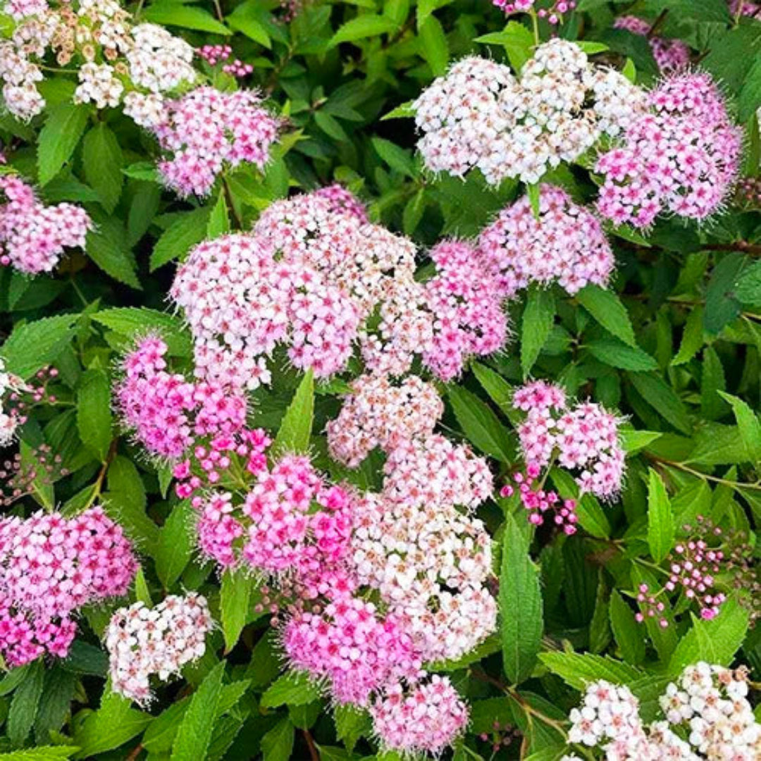 Shirobana Spirea