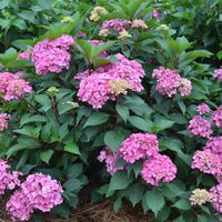 Show Stopper Hydrangea