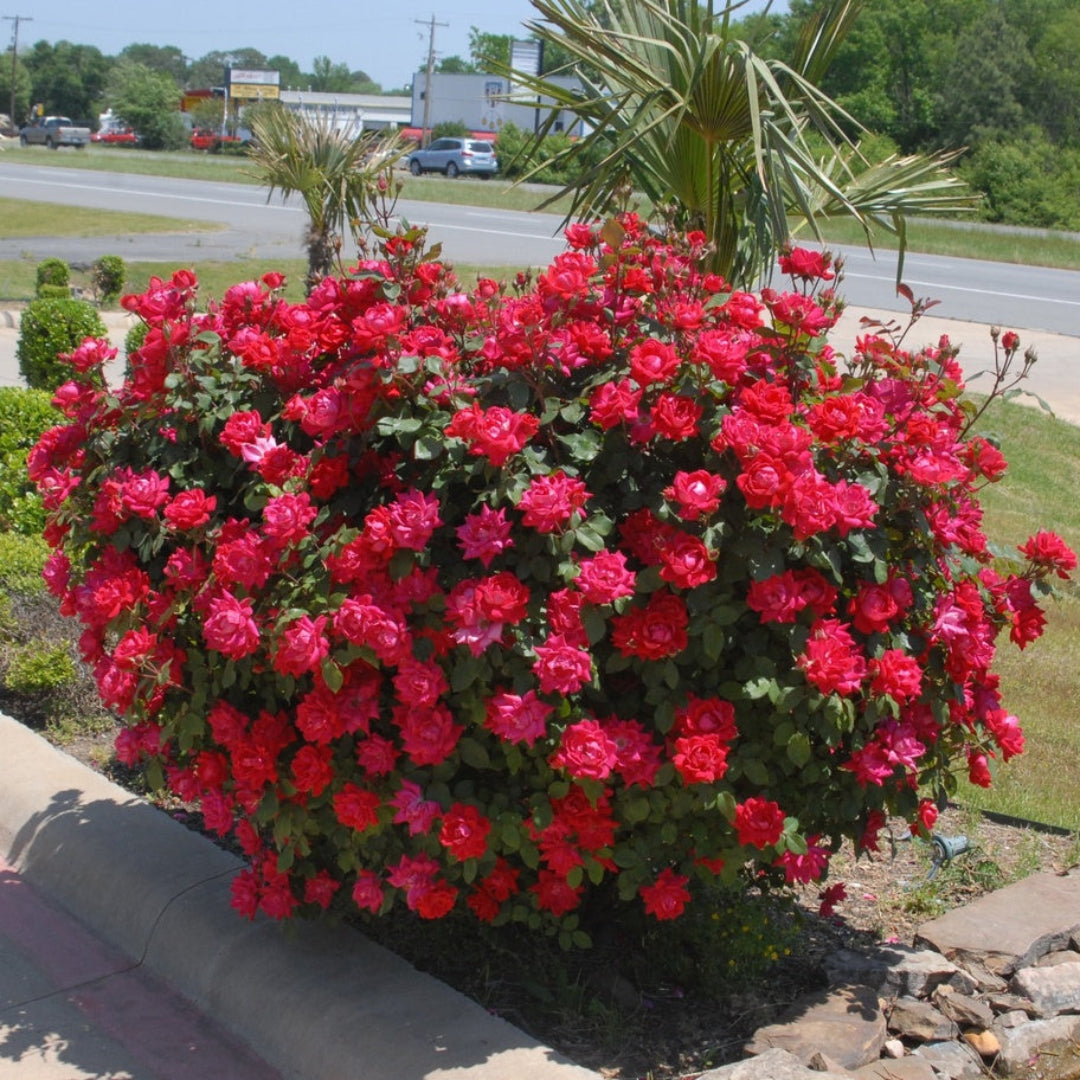 Gorgeous Red Rose (3-4 ft tall)