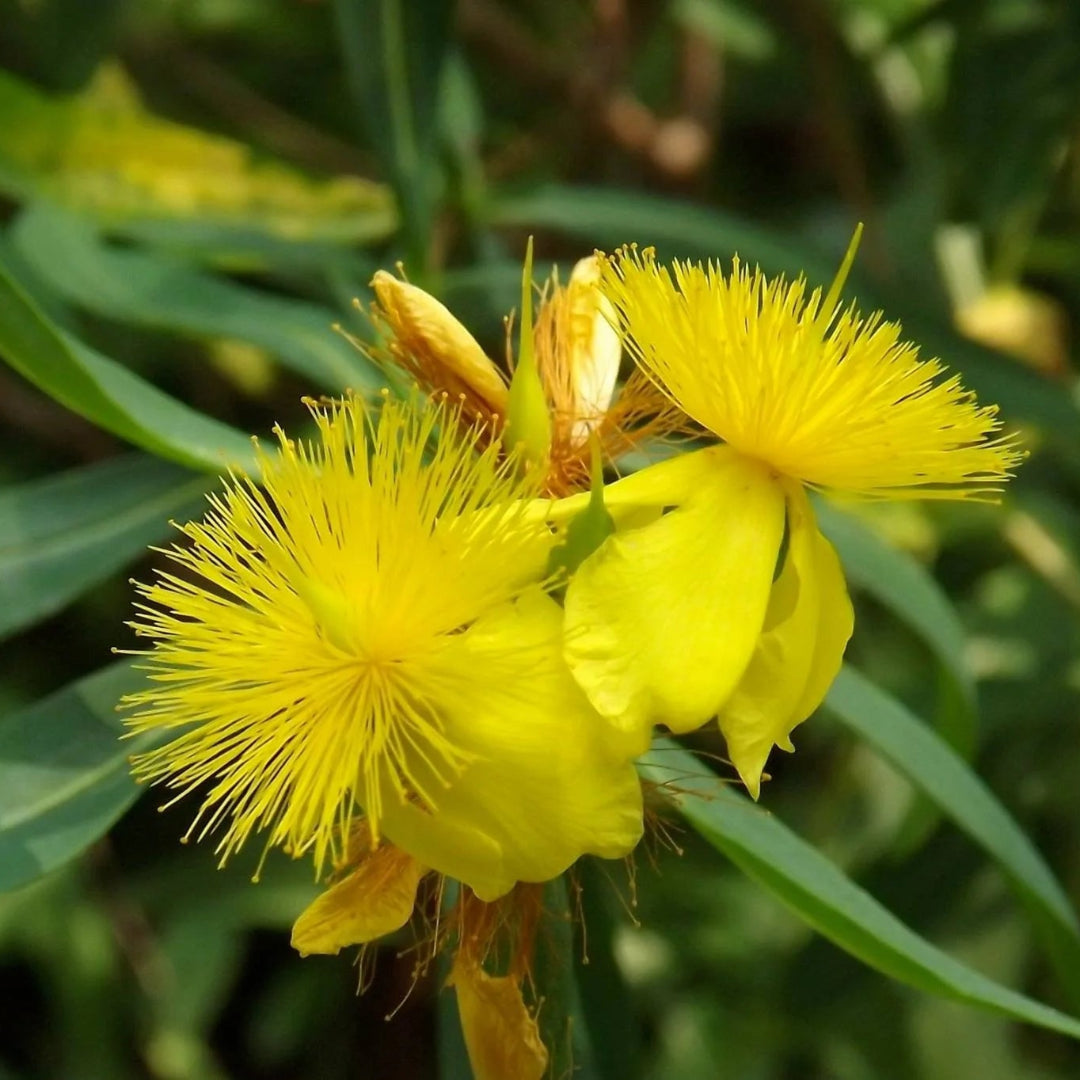 Creels Gold, St Johns Wort