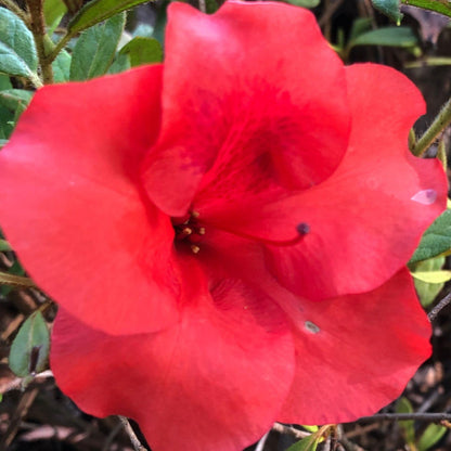 Autumn Princess Encore Azalea