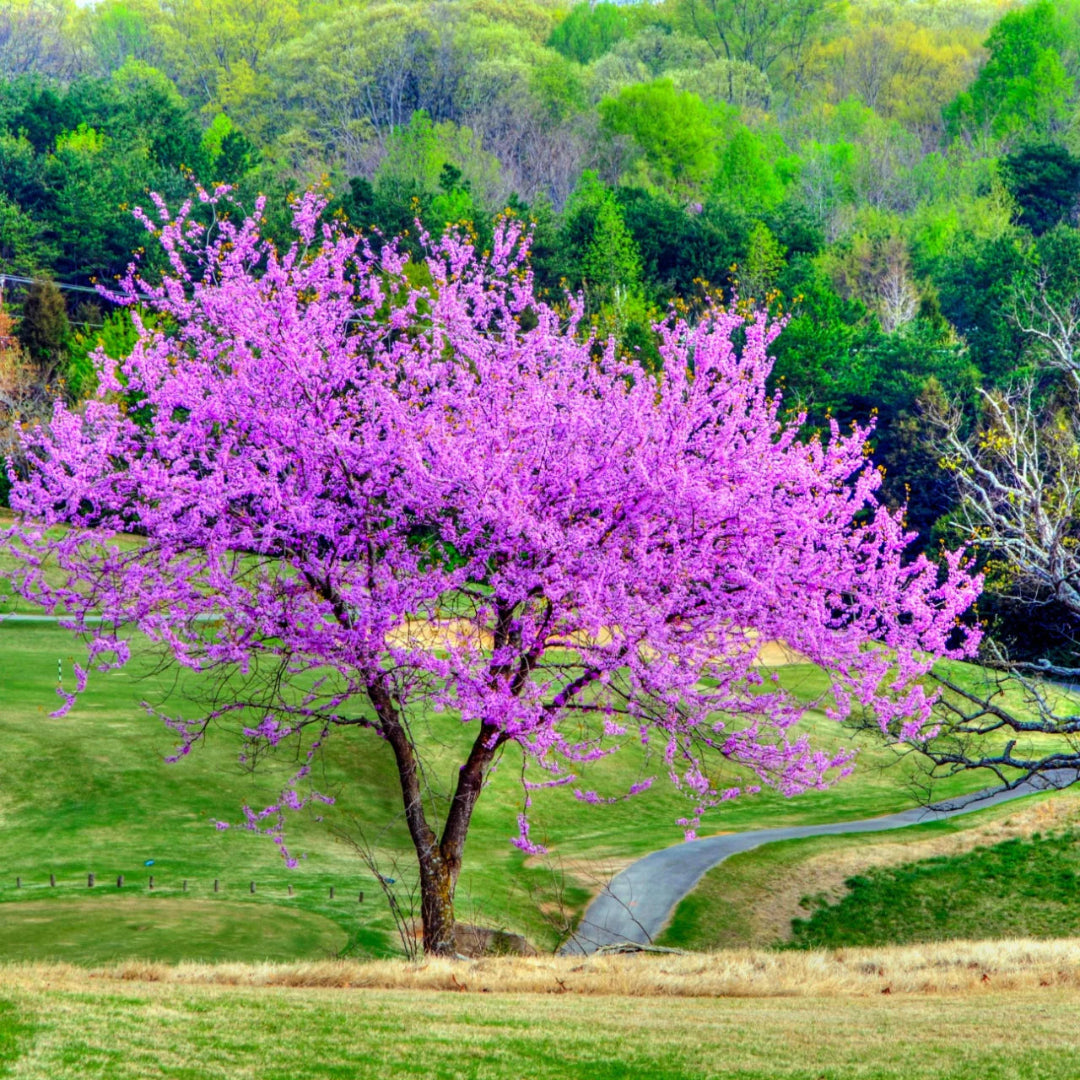 Dwarf Don Egolf Redbud Tree