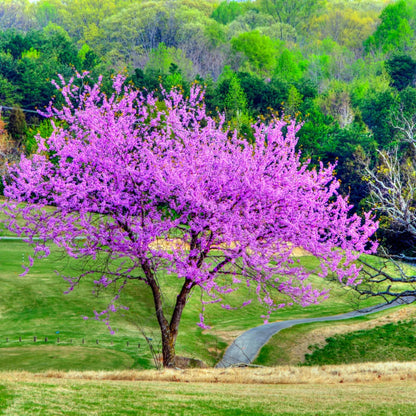 Dwarf Don Egolf Redbud Tree