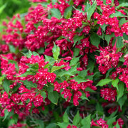 Red Cardinal Weigela
