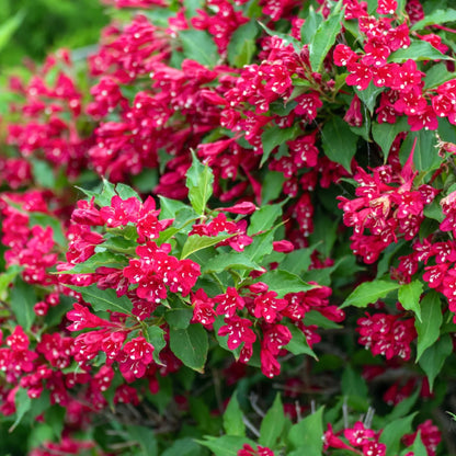 Red Cardinal Weigela