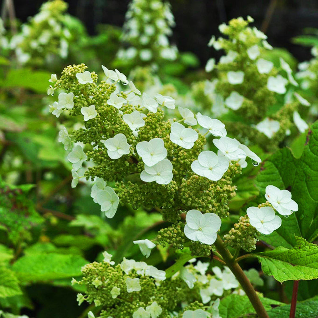 Sikes Dwarf Oakleaf Hydrangea
