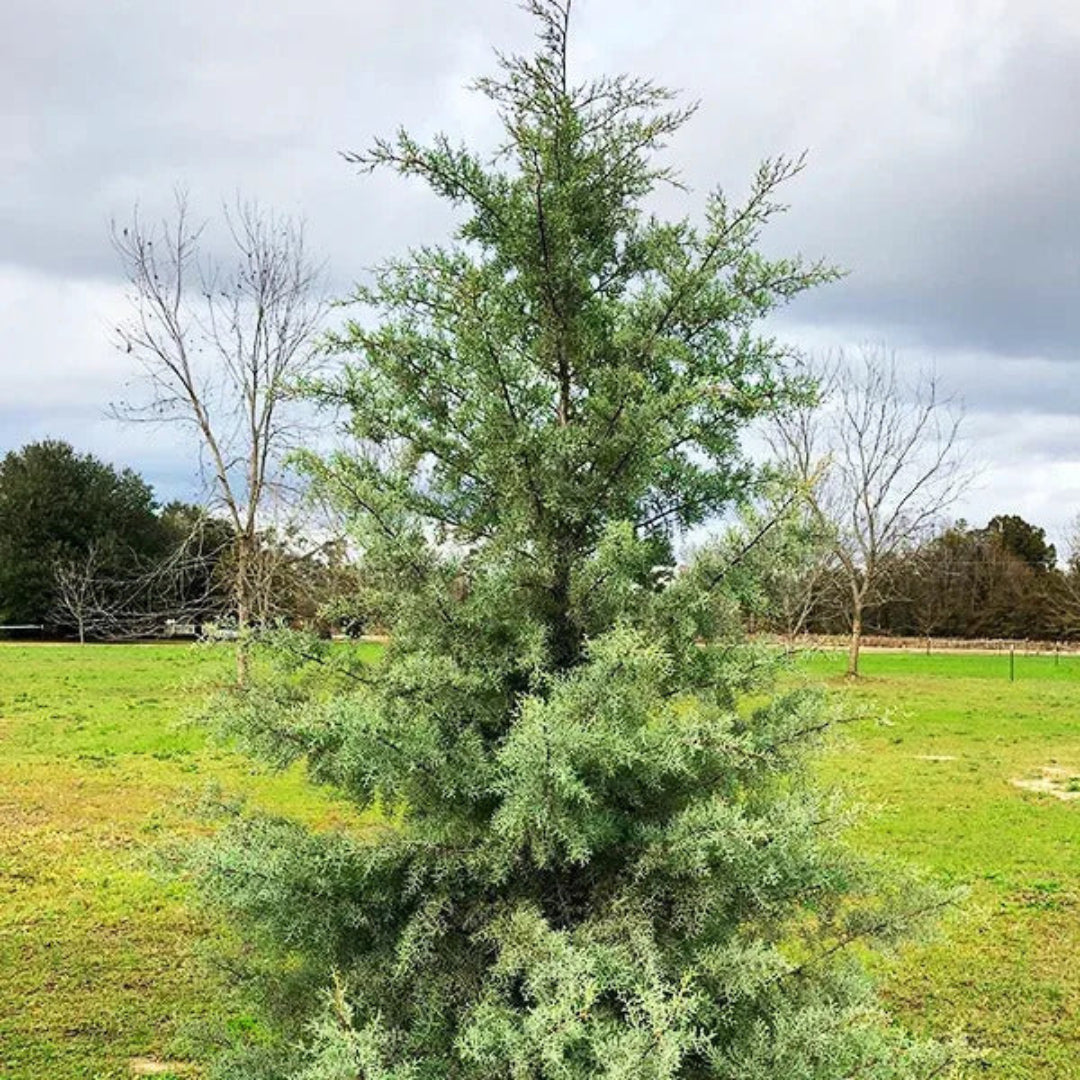 Silver Smoke Arizona Cypress Multipack/Liners