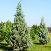 Silver Smoke Arizona Cypress Multipack/Liners