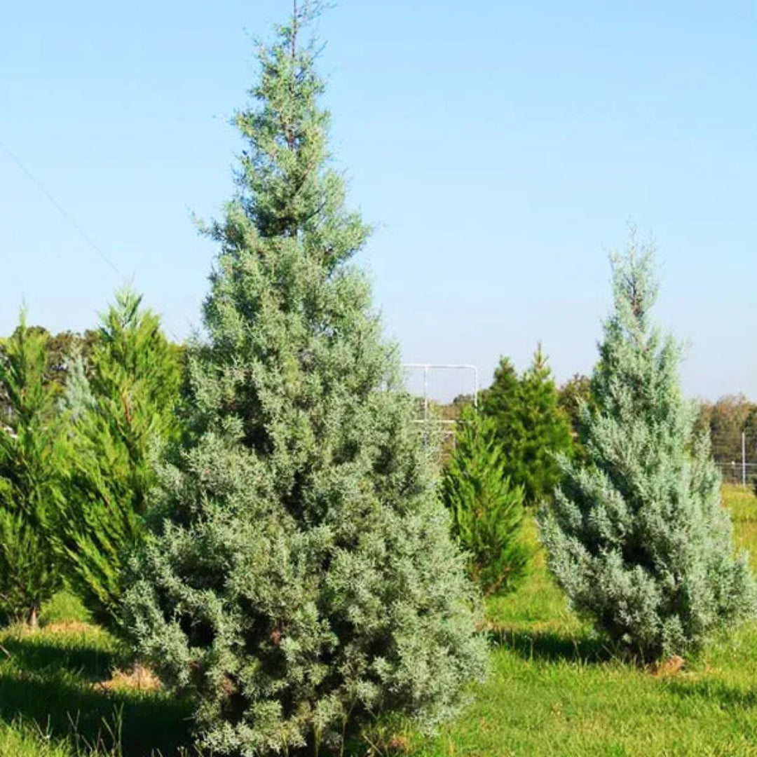 Silver Smoke Arizona Cypress Multipack/Liners