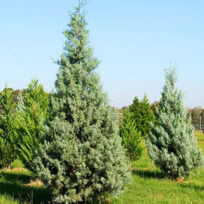 Silver Smoke Arizona Cypress Multipack/Liners