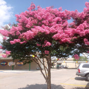 Sioux Crape Myrtle planted in a sunny yard