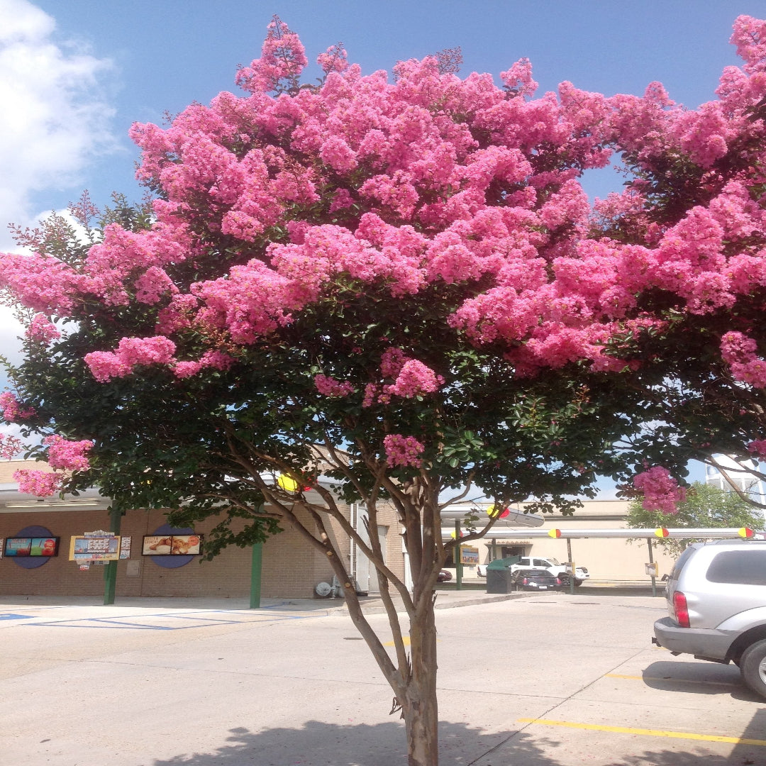 Sioux Crape Myrtle planted in a sunny yard