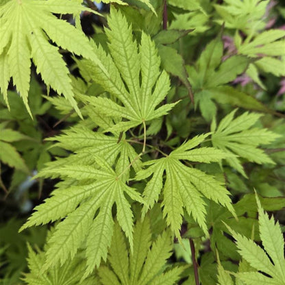Japanese Maple &