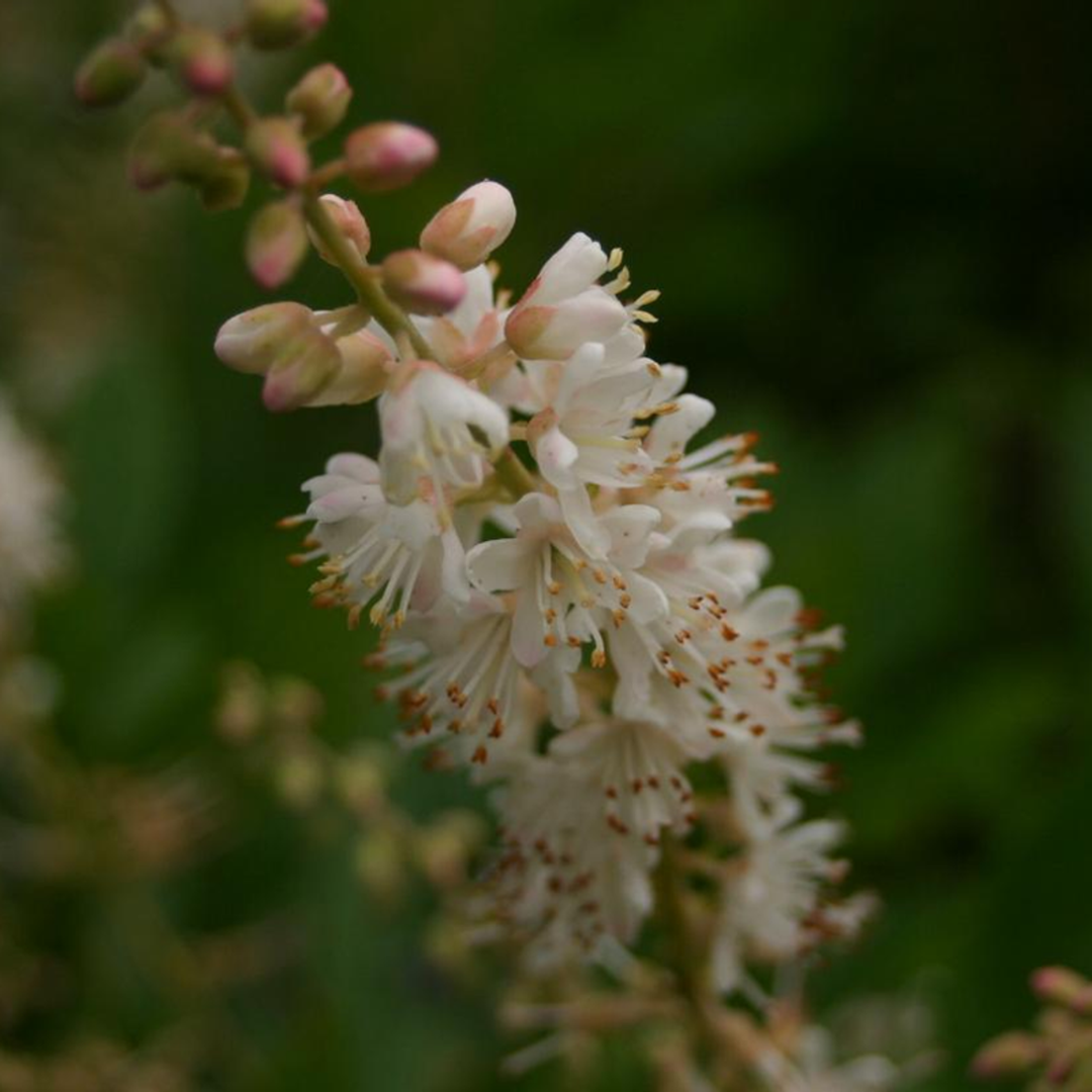 16 Candles Clethra, Candle Like Fragrant Blooms Good For Wet Areas