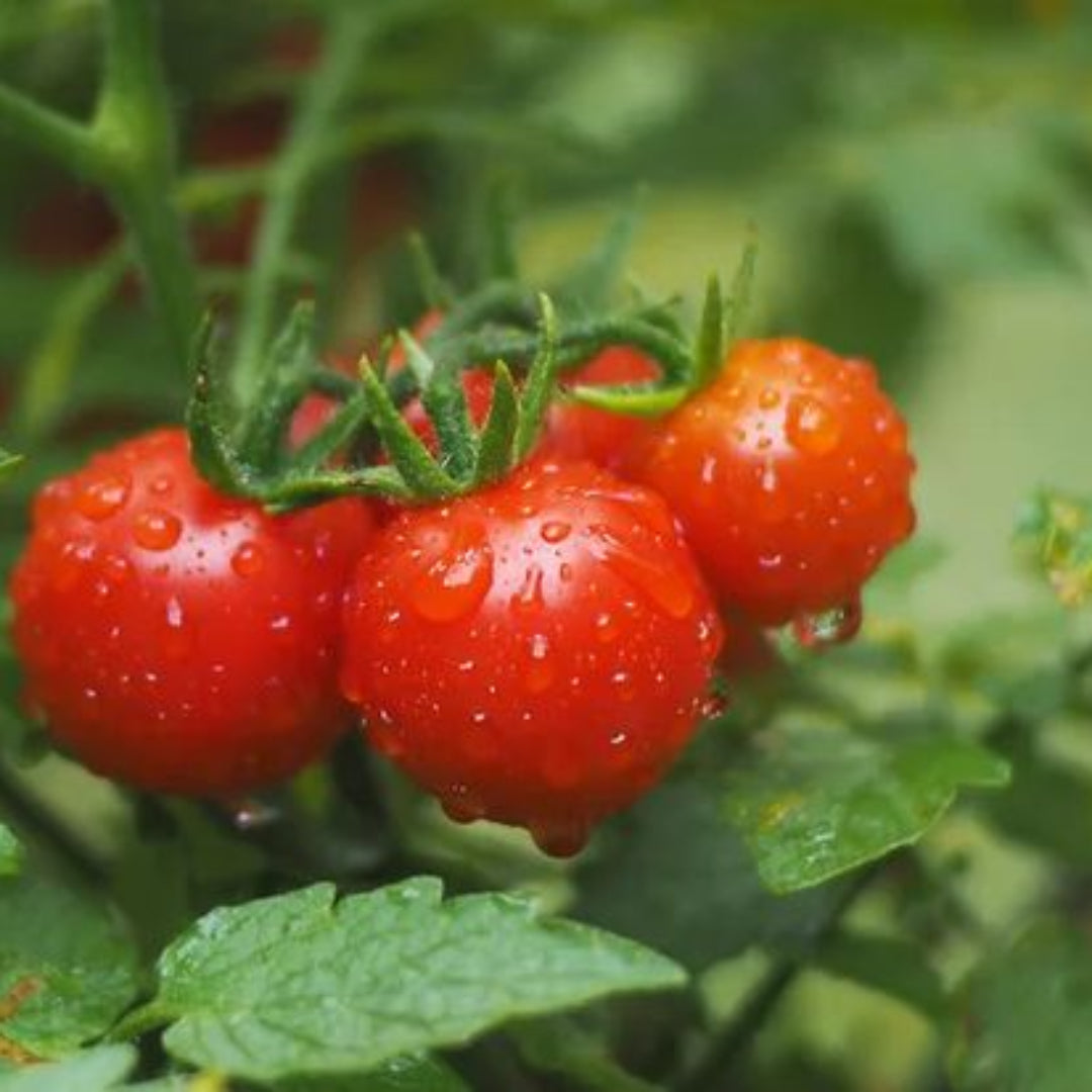 Cherry Tomato Plant
