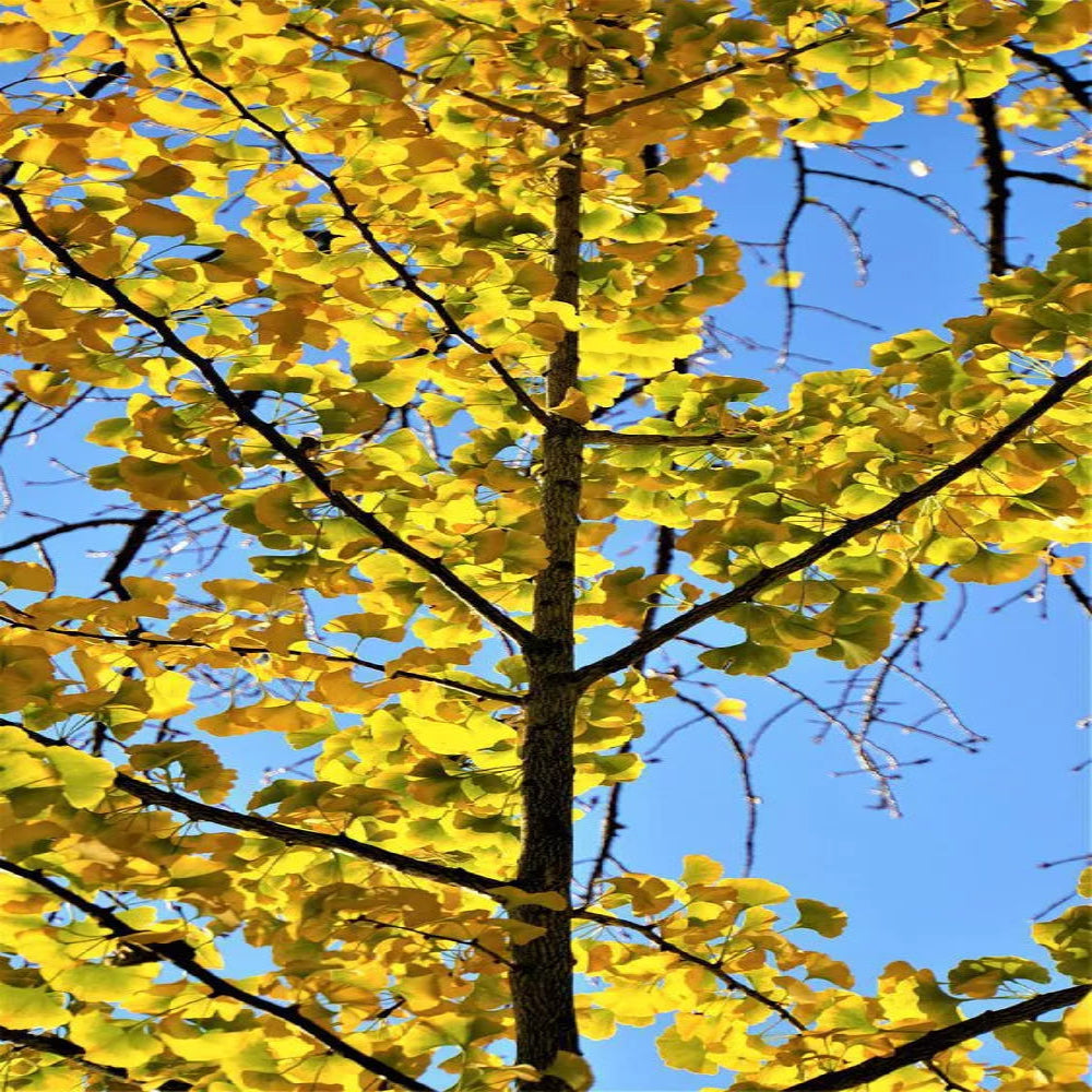 Sky Tower Ginkgo Tree