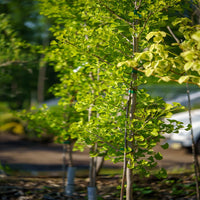 Sky Tower Ginkgo Tree