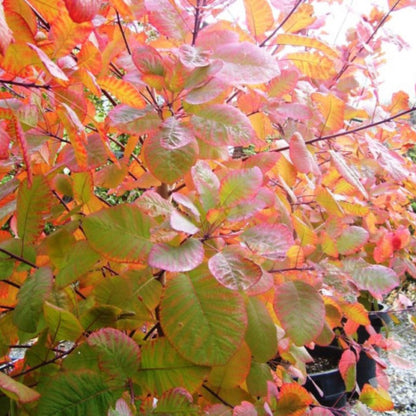 Cotinus ‘Grace’ (Smokebush)