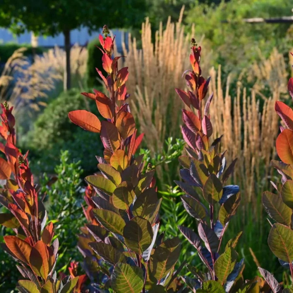 Cotinus ‘Grace’ (Smokebush)