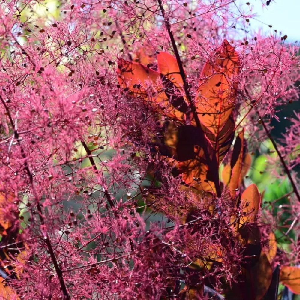 Cotinus ‘Grace’ (Smokebush)