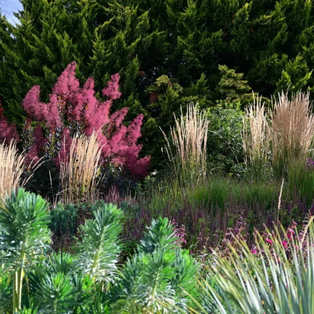 Cotinus ‘Grace’ (Smokebush)