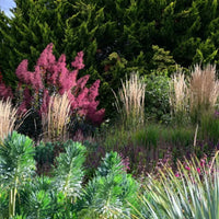 Cotinus ‘Grace’ (Smokebush)