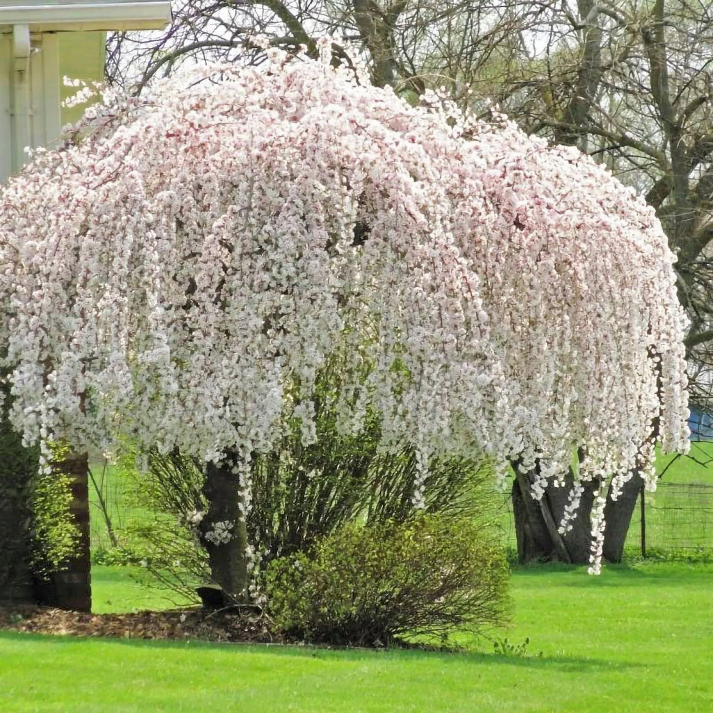 Snow Fountains Weeping Cherry Tree