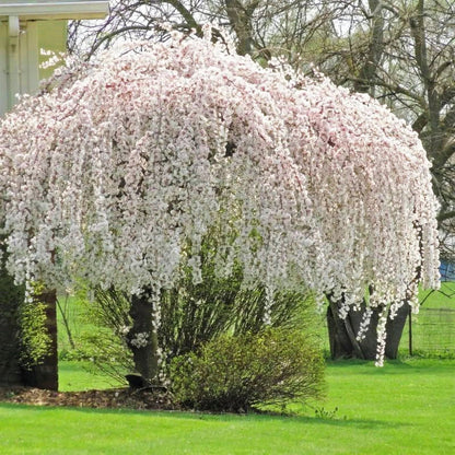 Snow Fountains Weeping Cherry Tree