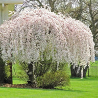 Snow Fountain cherry tree showcasing elegant weeping branches and flowers