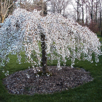 Snow Fountains Weeping Cherry Tree