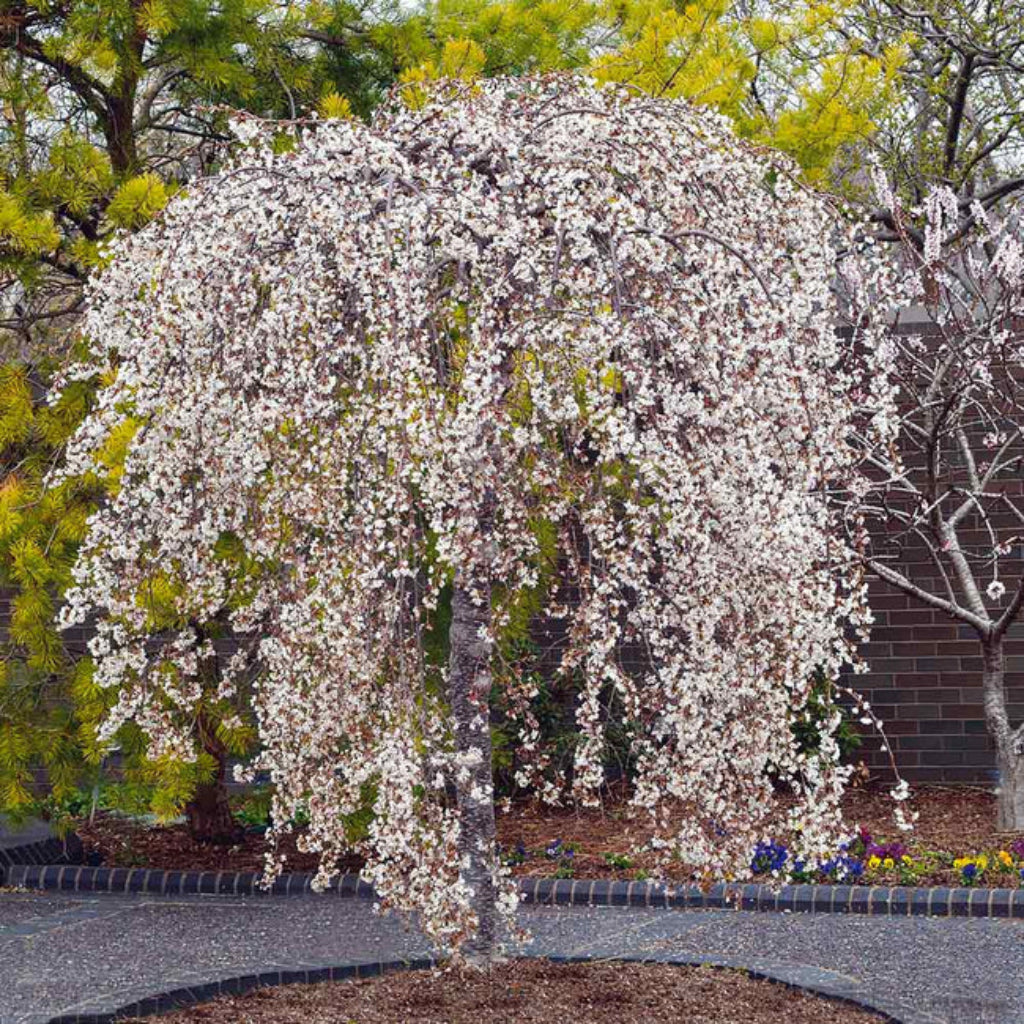 Snow Fountains Weeping Cherry Tree