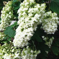 Snowflake Oakleaf Hydrangea plant with large multi-layered white flowers