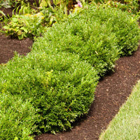 Soft Touch Compact Holly